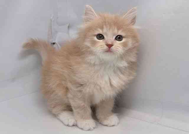 鳥取県のノルウェージャンフォレストキャット (ひごペットフレンドリーイオンモール鳥取北店/2025年12月27日生まれ/女の子/クリームタビーホワイト)の子猫の2枚目の画像