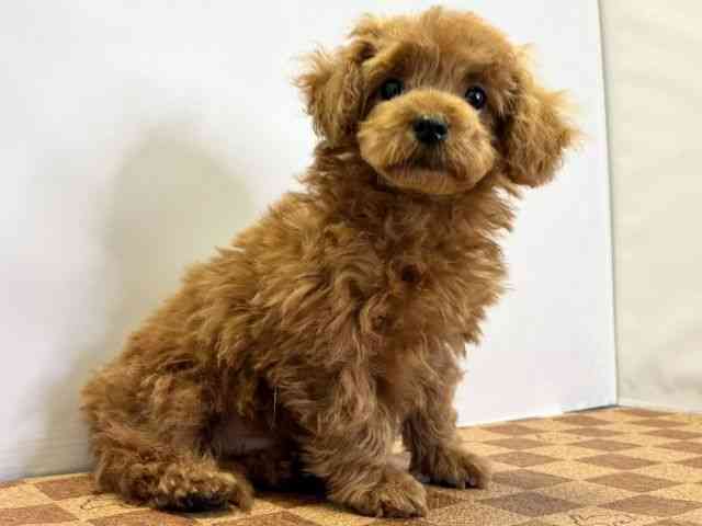 愛媛県のトイプードル(トイ) (ひごペットフレンドリーエミフルMASAKI店/2025年12月27日生まれ/男の子/レッド)の子犬の2枚目の画像