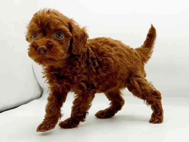 兵庫県のトイプードル(トイ) (ひごペットフレンドリーコロワ甲子園店/2025年12月26日生まれ/女の子/レッド)の子犬の2枚目の画像