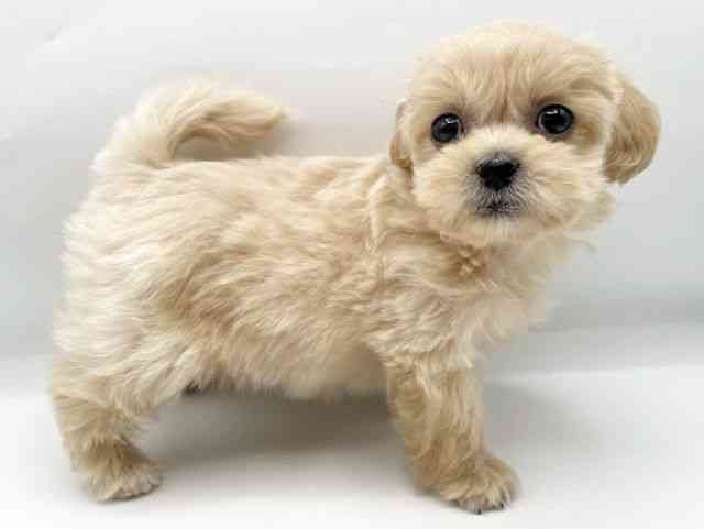 奈良県のペキプー(ペキニーズ×プードル) (ひごペットフレンドリートナリエ大和高田店/2025年12月28日生まれ/女の子/アプリコット)の子犬の2枚目の画像