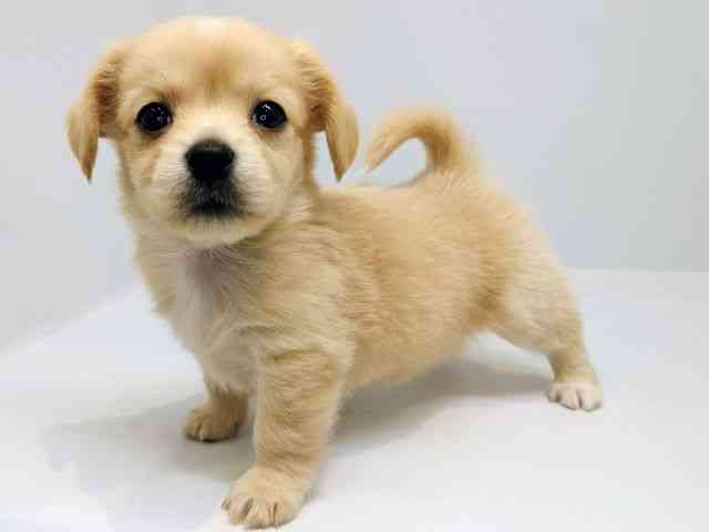 大阪府のチワックス(チワワ×ダックス) (ひごペットフレンドリーセブンパーク天美店/2025年12月27日生まれ/男の子/イエロー)の子犬の2枚目の画像