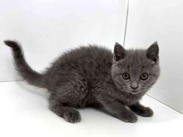 大阪府のブリティッシュショートヘアー (ひごペットフレンドリーベルファⅡ都島店/2025年12月28日生まれ/女の子/ブルー)の子猫の2枚目の画像