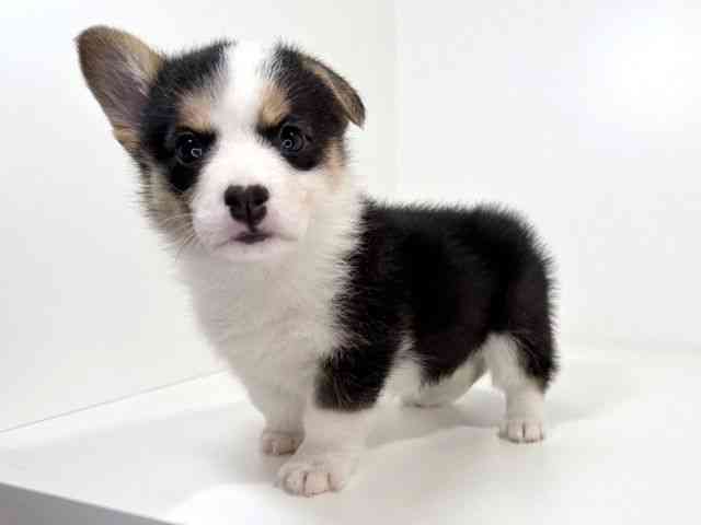 兵庫県のウェルシュコーギーペンブローク (ひごペットフレンドリーイトーヨーカドー明石店/2025年12月27日生まれ/女の子/ブラックタンホワイト)の子犬の2枚目の画像