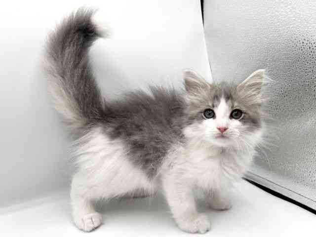 京都府のサイベリアン (ひごペットフレンドリーイオンモール高の原店/2025年12月28日生まれ/男の子/ブルータビーホワイト)の子猫の2枚目の画像