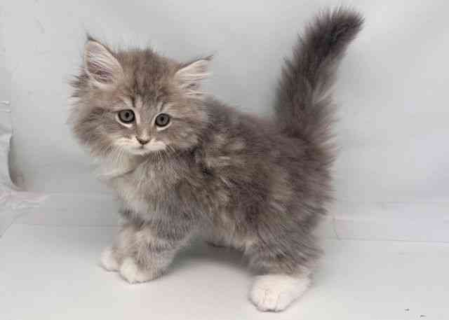 鳥取県のサイベリアン (ひごペットフレンドリーイオンモール鳥取北店/2025年12月28日生まれ/男の子/ブルータビーホワイト)の子猫の2枚目の画像