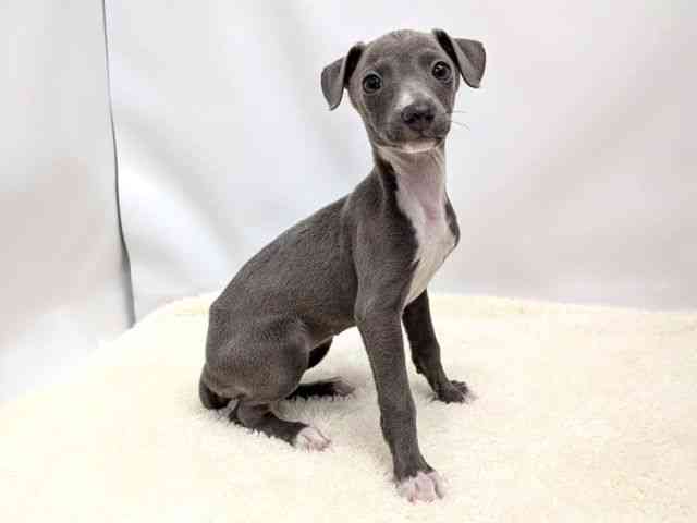 広島県のイタリアングレーハウンド (ひごペットフレンドリーゆめタウン廿日市店/2025年12月27日生まれ/女の子/ブルーホワイトマーキングス)の子犬の2枚目の画像