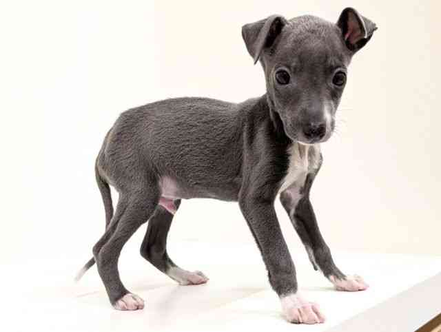 福岡県のイタリアングレーハウンド (ひごペットフレンドリーリバーウォーク北九州店/2025年12月27日生まれ/男の子/ブルーホワイトマーキングス)の子犬の2枚目の画像