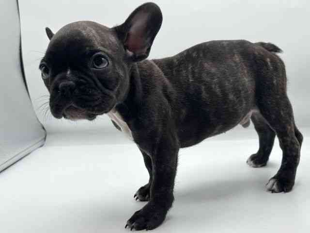 香川県のフレンチブルドッグ (ひごペットフレンドリーゆめタウン高松店/2025年12月26日生まれ/男の子/ブリンドル)の子犬の2枚目の画像