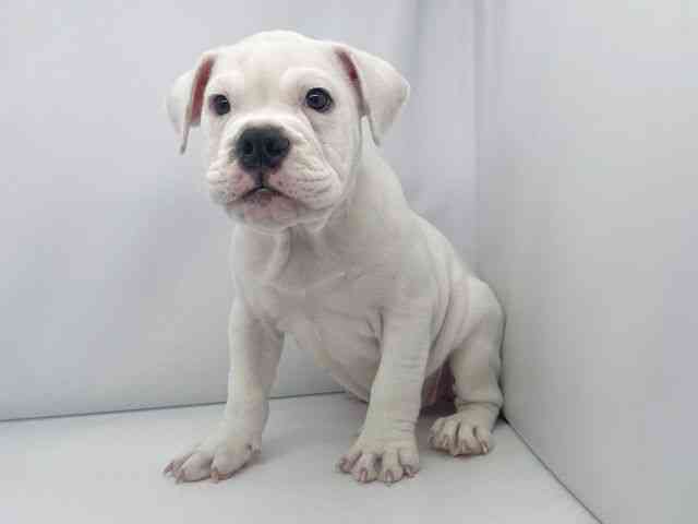 兵庫県のブルドッグ (ひごペットフレンドリーイオンタウン加古川店/2025年12月23日生まれ/女の子/ホワイト)の子犬の2枚目の画像