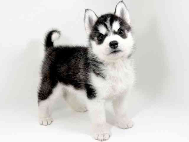 京都府のシベリアンハスキー (ひごペットフレンドリーイズミヤショッピングセンター八幡店/2025年12月25日生まれ/男の子/ブラックホワイト)の子犬の2枚目の画像