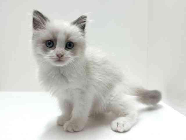 愛知県のラグドール (ひごペットフレンドリーららぽーと名古屋みなとアクルス店/2025年12月26日生まれ/女の子/ブルーポイントバイカラー)の子猫の2枚目の画像