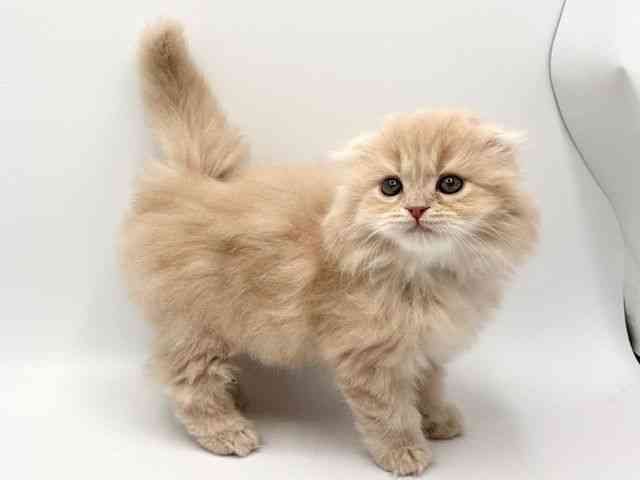 大阪府のスコティッシュフォールド (ひごペットフレンドリーみのおキューズモール店/2025年12月27日生まれ/女の子/クリーム)の子猫の2枚目の画像