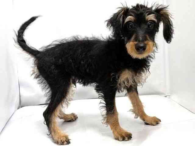 広島県のハーフ犬・ミックス犬 (ひごペットフレンドリーゆめタウン廿日市店/2025年12月27日生まれ/男の子/ブラックタン)の子犬の2枚目の画像