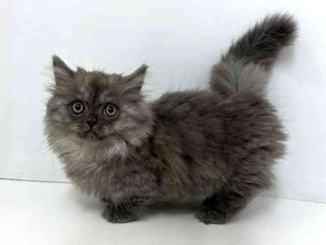 大阪府のマンチカン (ひごペットフレンドリーベルファⅡ都島店/2025年12月18日生まれ/男の子/ブルースモーク)の子猫の2枚目の画像