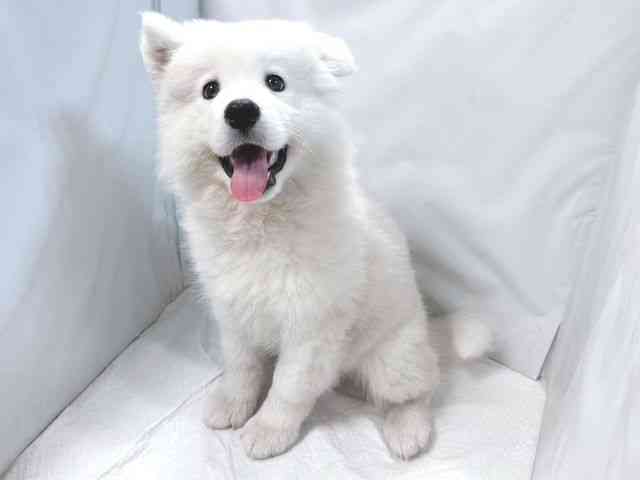 大阪府のサモエド (ひごペットフレンドリー堺プラットプラット店/2025年12月27日生まれ/男の子/ホワイト)の子犬の2枚目の画像