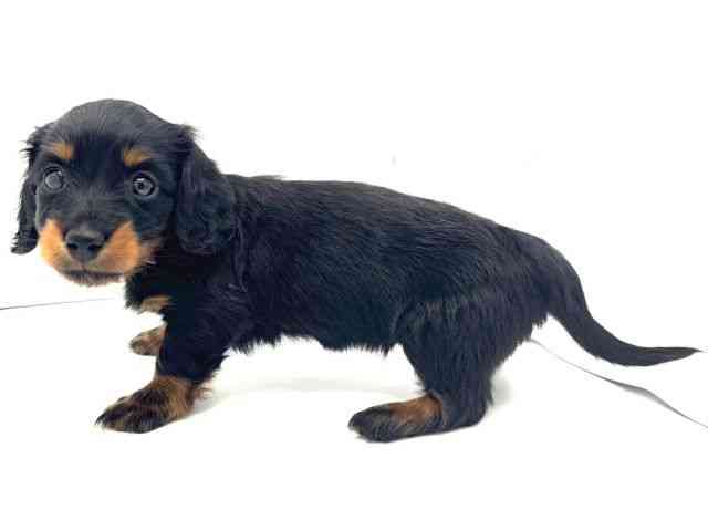 兵庫県のミニチュアダックスフンド(ロング) (ひごペットフレンドリークラウンパーク伊丹店/2025年12月26日生まれ/女の子/ブラックタン)の子犬の2枚目の画像