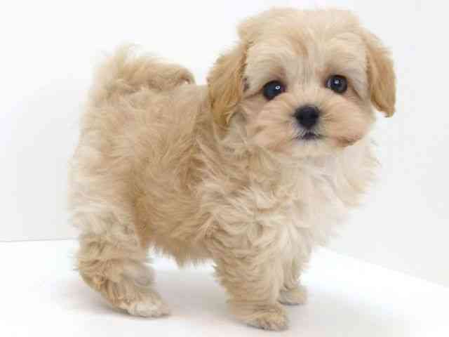 大阪府のミニチュアダックスフンド(ロング) (ひごペットフレンドリーいこらもーる泉佐野店/2025年12月26日生まれ/男の子/ブラック)の子犬の2枚目の画像