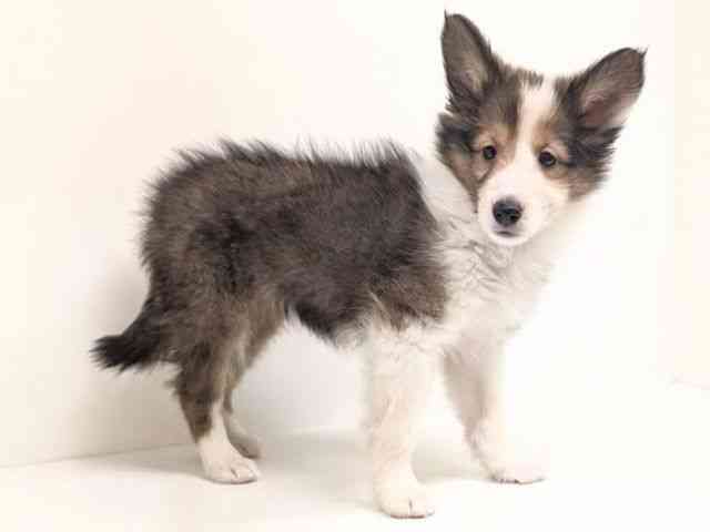 福岡県のシェットランドシープドッグ (ひごペットフレンドリーリバーウォーク北九州店/2025年12月27日生まれ/女の子/セーブルホワイト)の子犬の2枚目の画像