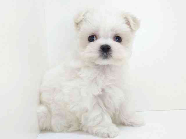 大阪府のマルチーズ (ひごペットフレンドリーいこらもーる泉佐野店/2025年12月26日生まれ/女の子/ホワイト)の子犬の2枚目の画像