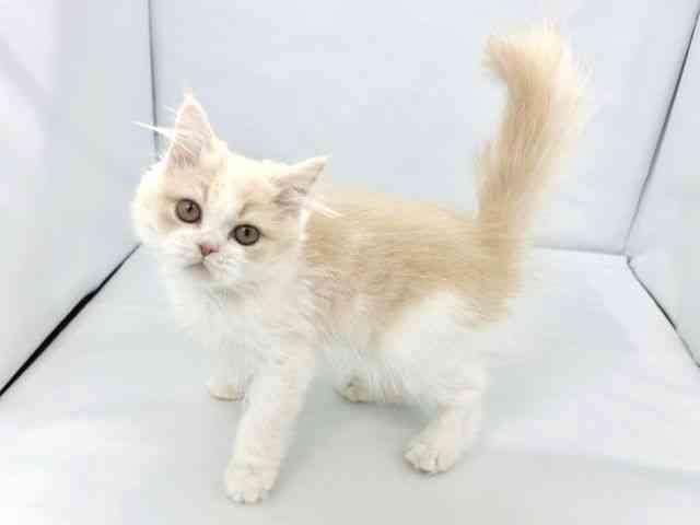 大阪府のラガマフィン (ひごペットフレンドリーイトーヨーカドー津久野店/2025年12月23日生まれ/男の子/クリームタビーホワイト)の子猫の2枚目の画像