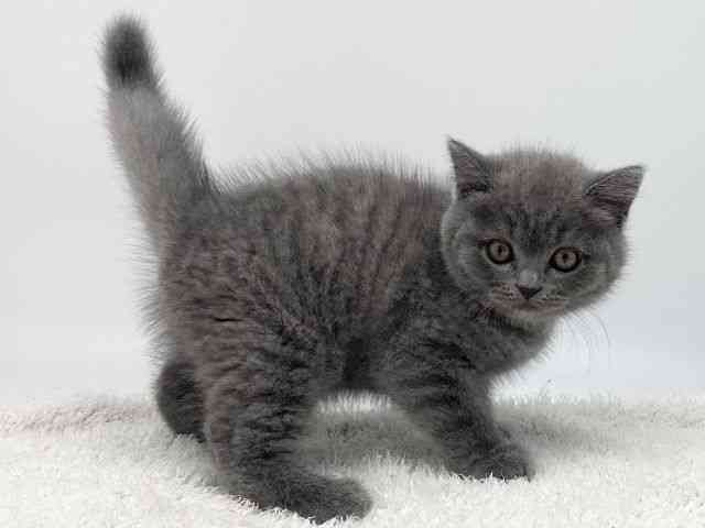 島根県のブリティッシュショートヘアー (ひごペットフレンドリーイオンモール出雲店/2025年12月26日生まれ/男の子/ブルー)の子猫の2枚目の画像