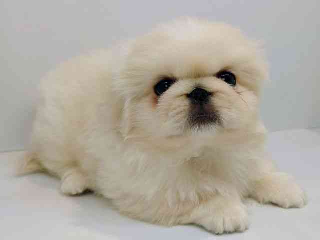 大阪府のペキニーズ (ひごペットフレンドリーセブンパーク天美店/2025年12月23日生まれ/男の子/ホワイト)の子犬の2枚目の画像