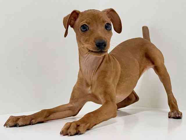 奈良県のミニチュアピンシャー (ひごペットフレンドリーイオンモール橿原ウエスト・ビレッジ店/2025年12月28日生まれ/女の子/レッド)の子犬の2枚目の画像