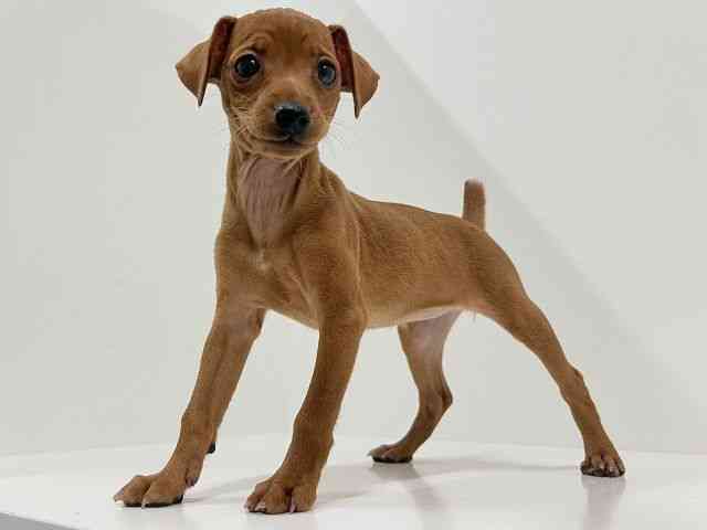 奈良県のミニチュアピンシャー (ひごペットフレンドリーイオンモール橿原ウエスト・ビレッジ店/2025年12月28日生まれ/女の子/レッド)の子犬の2枚目の画像