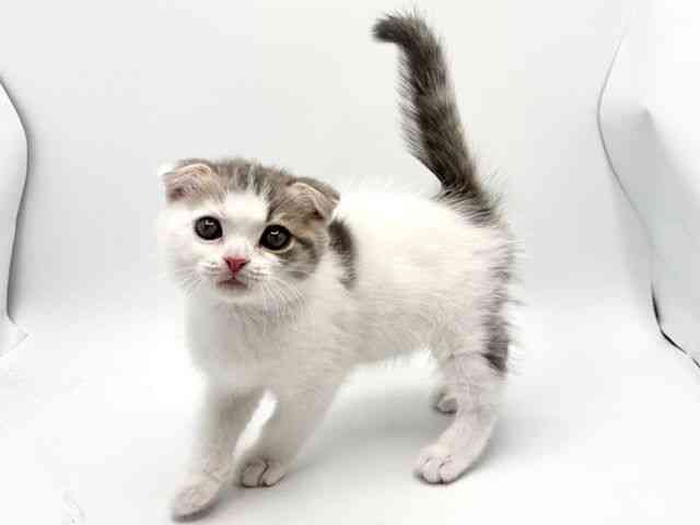 大阪府のスコティッシュフォールド (ひごペットフレンドリーみのおキューズモール店/2025年12月25日生まれ/男の子/ブルータビーホワイト)の子猫の2枚目の画像