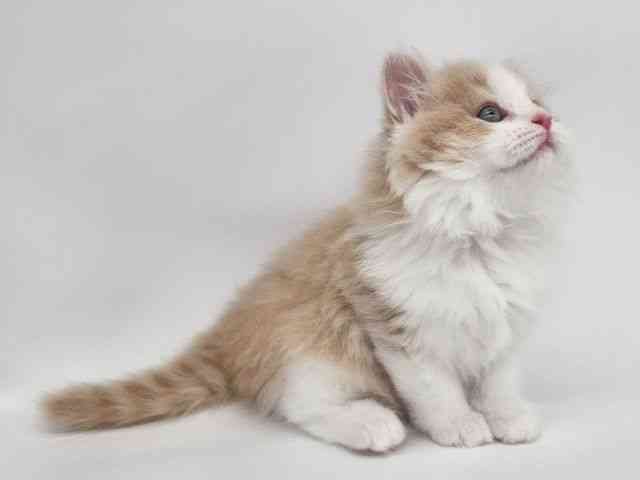 大阪府のマンチカン (ひごペットフレンドリー泉ヶ丘店/2025年12月26日生まれ/男の子/クリームタビーホワイト)の子猫の2枚目の画像