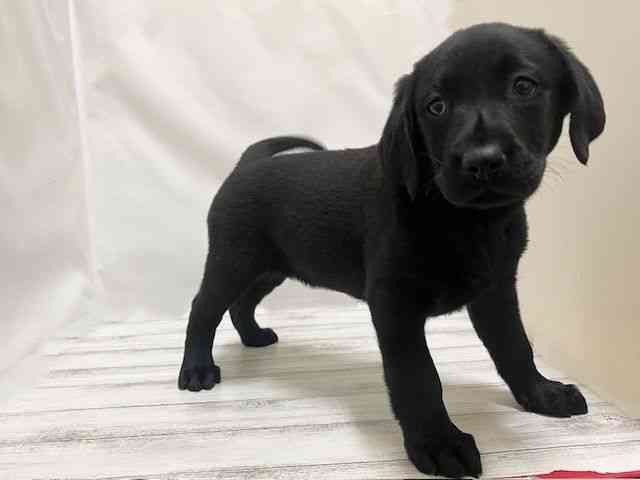 和歌山県のラブラドールレトリーバー (ひごペットフレンドリーパームシティ和歌山店/2025年12月27日生まれ/女の子/ブラック)の子犬の2枚目の画像