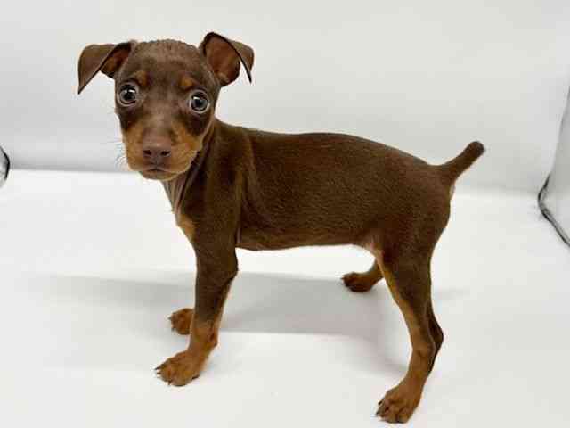 大阪府のミニチュアピンシャー (ひごペットフレンドリーイオンタウン豊中庄内店/2025年12月28日生まれ/女の子/チョコレートタン)の子犬の2枚目の画像