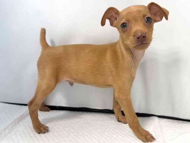 大阪府のミニチュアピンシャー (ひごペットフレンドリー堺プラットプラット店/2025年12月28日生まれ/男の子/レッド)の子犬の2枚目の画像