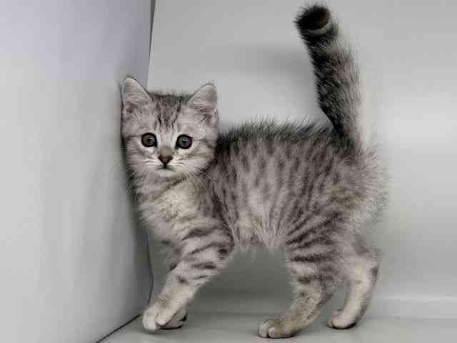 徳島県のミヌエット (ひごペットフレンドリーゆめタウン徳島店/2025年12月17日生まれ/男の子/シルバータビーホワイト)の子猫の2枚目の画像