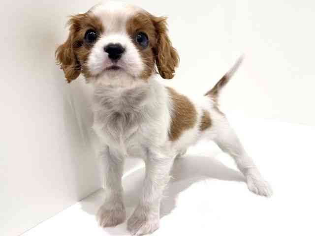 大阪府のキャバリアキングチャールズスパニエル (ひごペットフレンドリーイオン高槻店/2025年12月25日生まれ/男の子/ブレンハイム)の子犬の2枚目の画像