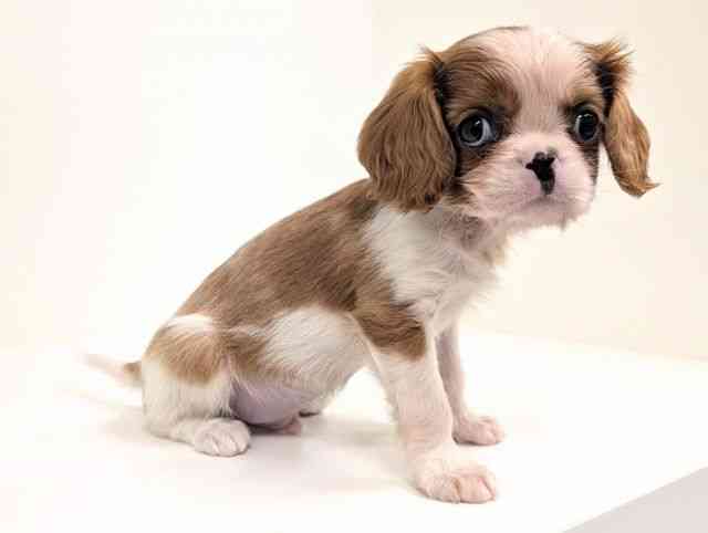 福岡県のキャバリアキングチャールズスパニエル (ひごペットフレンドリーリバーウォーク北九州店/2025年12月25日生まれ/男の子/ブレンハイム)の子犬の2枚目の画像