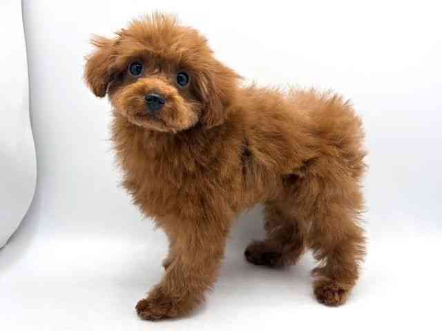 奈良県のトイプードル(トイ) (ひごペットフレンドリー田原本店/2025年12月25日生まれ/女の子/レッドフォーン)の子犬の2枚目の画像