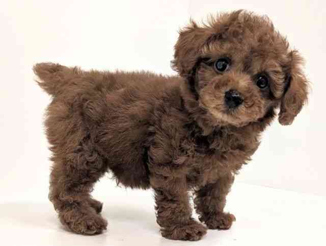 福岡県のトイプードル(トイ) (ひごペットフレンドリーリバーウォーク北九州店/2025年12月25日生まれ/男の子/レッドフォーン)の子犬の2枚目の画像