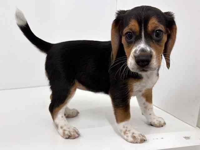 大阪府のビーグル (ひごペットフレンドリーベルファⅡ都島店/2025年12月27日生まれ/女の子/ブラックタンホワイト)の子犬の2枚目の画像