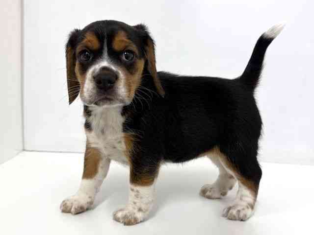 大阪府のビーグル (ひごペットフレンドリーベルファⅡ都島店/2025年12月27日生まれ/女の子/ブラックタンホワイト)の子犬の2枚目の画像