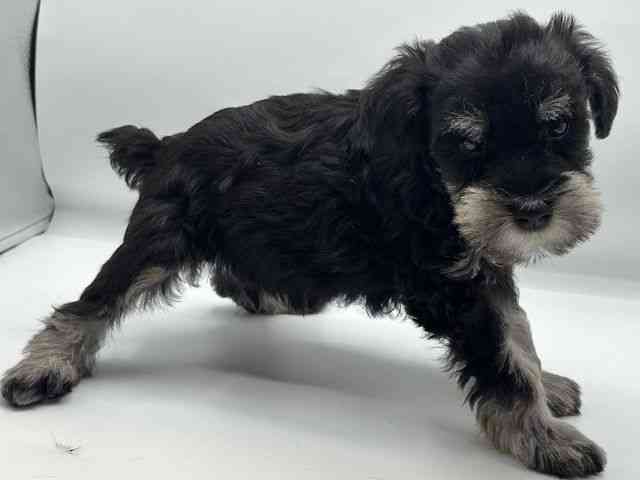 香川県のミニチュアシュナウザー (ひごペットフレンドリーゆめタウン高松店/2025年12月28日生まれ/男の子/ブラックシルバー)の子犬の2枚目の画像