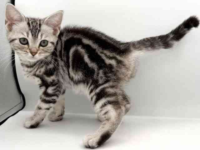 大阪府のアメリカンショートヘアー (ひごペットフレンドリーイオンそよら海老江店/2025年12月21日生まれ/女の子/シルバータビー)の子猫の2枚目の画像