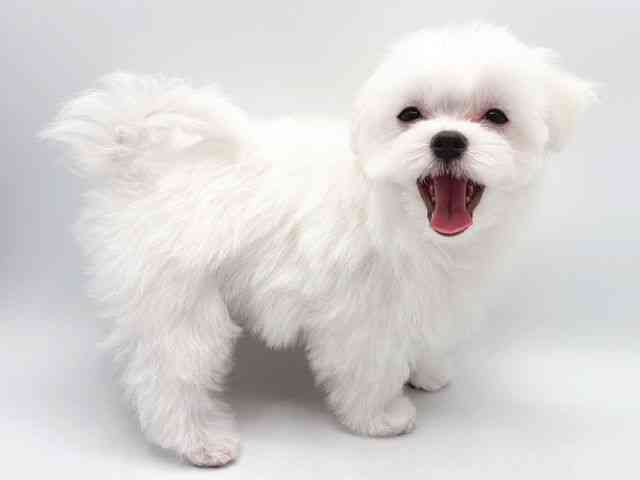 奈良県のマルチーズ (ひごペットフレンドリー田原本店/2025年12月27日生まれ/男の子/ホワイト)の子犬の2枚目の画像