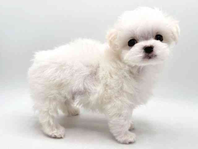 奈良県のマルチーズ (ひごペットフレンドリー田原本店/2025年12月27日生まれ/男の子/ホワイト)の子犬の2枚目の画像