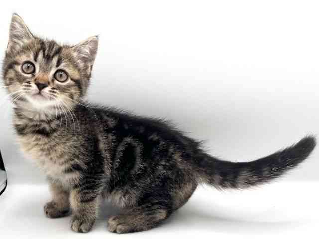 京都府のミヌエット (ひごペットフレンドリーイオンモール高の原店/2025年12月24日生まれ/女の子/ブラウンタビー)の子猫の2枚目の画像