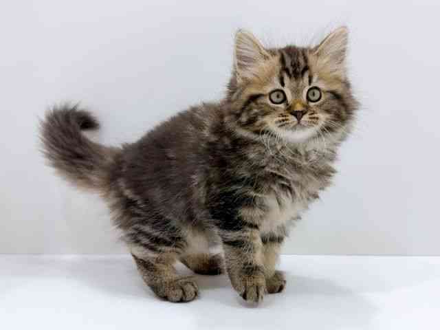 広島県のミヌエット (ひごペットフレンドリーフジグラン神辺店/2025年12月26日生まれ/女の子/ブラウンタビー)の子猫の2枚目の画像