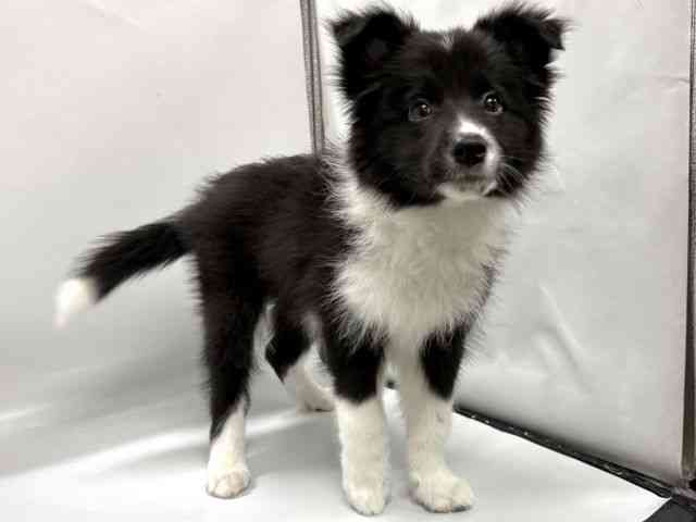 京都府のボーダーコリー (ひごペットフレンドリー京都店/2025年12月28日生まれ/男の子/ブラックホワイト)の子犬の2枚目の画像