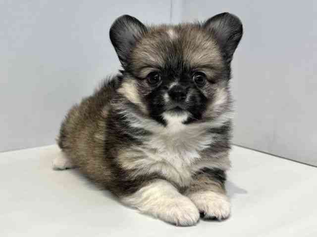 大阪府のポメチワ/チワポメ/ポメチー(ポメラニアン×チワワ) (ひごペットフレンドリーセブンパーク天美店/2025年12月27日生まれ/男の子/レッドホワイト)の子犬の2枚目の画像