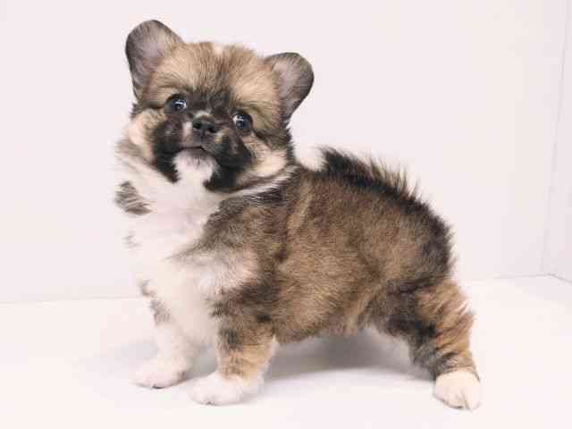 大阪府のポメチワ/チワポメ/ポメチー(ポメラニアン×チワワ) (ひごペットフレンドリーセブンパーク天美店/2025年12月27日生まれ/男の子/レッドホワイト)の子犬の2枚目の画像