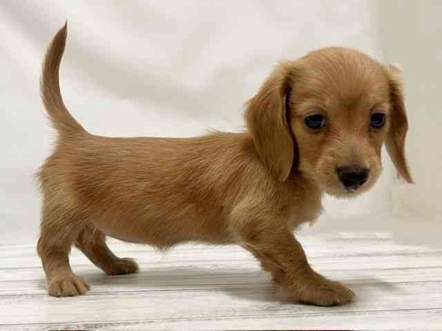 和歌山県のミニチュアダックスフンド(ロング) (ひごペットフレンドリーパームシティ和歌山店/2025年12月28日生まれ/女の子/ゴールド)の子犬の2枚目の画像